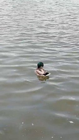 Утки в фонтане "Дружба народов"