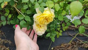 Розочка 🌹 Зе поэтс вайф,, Жена Поэта,,