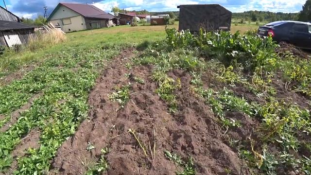 Рекордно низкий урожай картошки смотреть онлайн