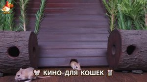 Видео для кошек про крысок развлекать питомцев 🐭🐀😂 (158)