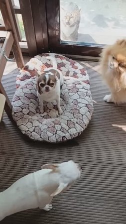 Отдыхает милота.