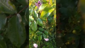 Роза Ангела и Герцогиня Кристиана . Преимущество прос?