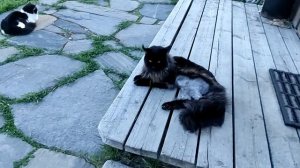 VID_20250528_183617.mp4