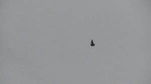 Молодой мраморный 2025 года.