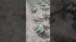 Добрый вечер мои дорогие!