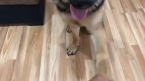 Дрессировка Немецкой овчарки в квартире - Арчи 7.5 меся?