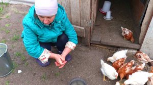 БУДНИ В ДЕРЕВНЕ. ЗАДЕЛЫВАЕМ ДЫРЫ В ПТИЧЬЕМ ДВОРИКЕ. КОРМИМ ЦЫПЛЯТ. ПОЛИВАЕМ ПО ПОЛ ДНЯ. ЗАГОРОД.