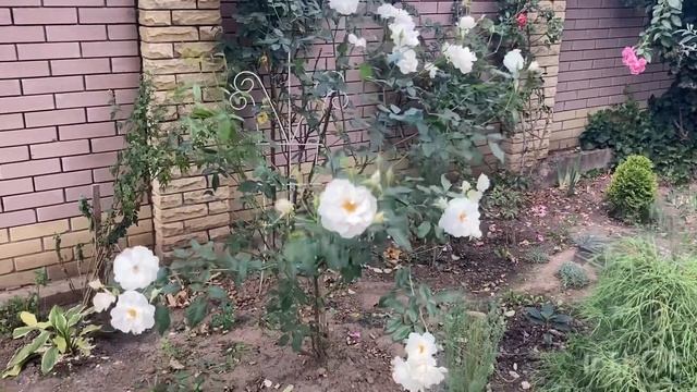 Роза аспирин смотреть онлайн