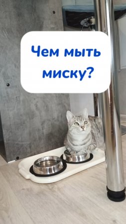 Серый кот по кличке Серый