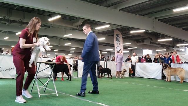 29.03.2025, СПб. Клуб "Спарс" (РКФ, РФСС). Выставка собак САС 2 смотреть онлайн