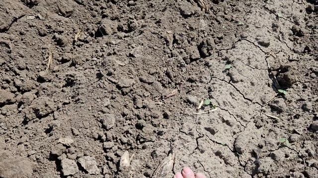 высадка рассады арбуза Кримсон Руби. 22 апреля. смотреть онлайн