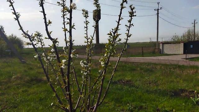 Черешня цветение KGB. смотреть онлайн