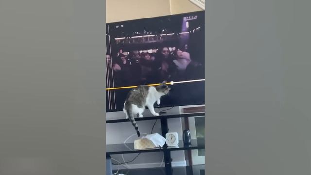 Приколы с котами! - С ОЗВУЧКОЙ! Смешные коты и КОШКИ!!! С?