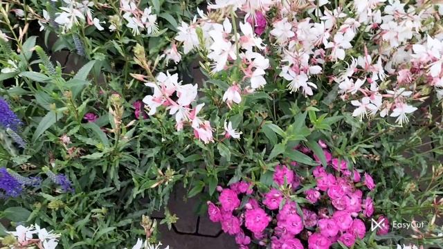 Ромашки? Ні. #ехінацея#рудбекія#rudbeckia #sonnenhüt#echinacea#ромаш смотреть онлайн