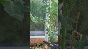 Как формировать индетерминантные томаты правильно🍅