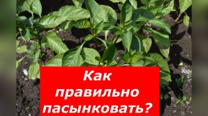 Как формировать молодые кустики перца #овощи #перец #пасынкование