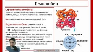 Гемоглобин и Анемии