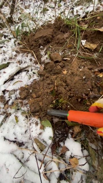 интересное колечко!#леснойскобарь#2023#лес#коп#металлои смотреть онлайн