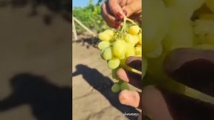 Виноград Черный кристалл, Бананас, Призент