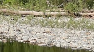 Косуля дальневосточная. Тайга Хабаровского края