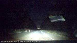 Осторожно лоси.