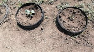 САЖАЕМ ПОЗДНЮЮ КАПУСТУ, ПРИШЛО ВРЕМЯ.