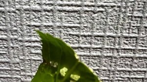 Размножение форзиции. Укоренила форзицию. #форзиция #ц