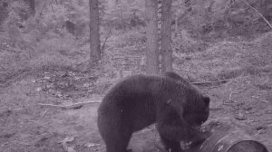 Весна 2025 - Идеальный выстрел