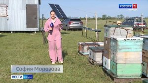 Богатый климат Крыма, по оценкам специалистов, идеально подходит для пчеловодства
