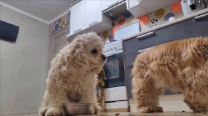 Американский кокер-спаниель кушает 😃