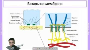 Базальная мембрана за 11 минут
