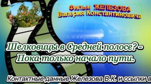 Шелковицы в Средней полосе - Пока только начало пути.