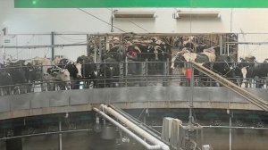 ЭкоНива. Откуда берется молоко