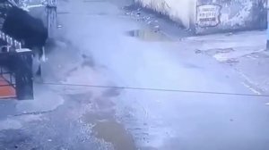 Бык угонщик