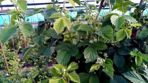 Ежевика, ежемалина разные сорта - обзор, ирга, жимолост