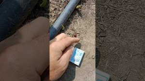 Чёрная смородина,(пахучая, настоящая, не Мичуринская).