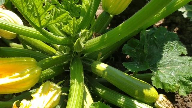 Собрала чайную розу.Приехал брат.2024 г. смотреть онлайн