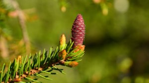 Ель , цветет, молодые шишки.