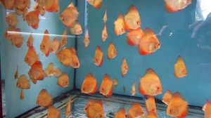 Свежая заморозка из Астрахани.