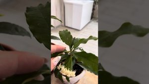 Хойя Lockii и Multiflora сравнение цветения