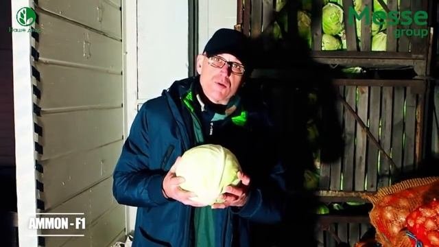 Аммон F1  Ammon F1 капуста белокочанная