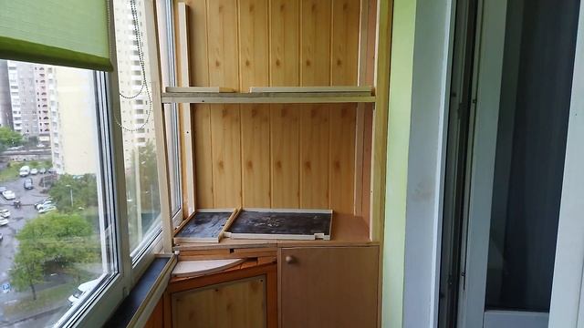 Моя перестройка балкона для коллекции кактусов  пол?