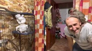 НАШЛА ВИДЕО 2022! Попугай Жорик еще облезлый, а Люська маленькая))