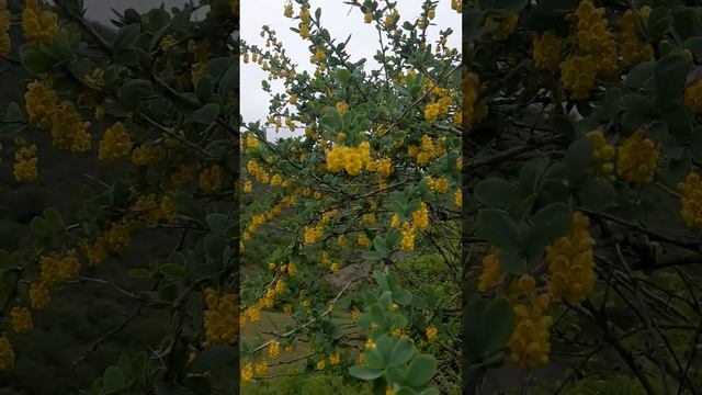 Как же красиво цветёт барбарис . смотреть онлайн
