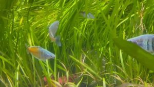 Yiruma "Kiss the rain"