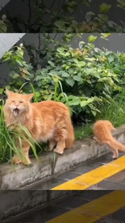 Рыжики на прогулке 🐈🤩😘