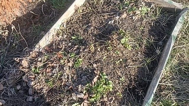 Не спешите убирать старые клубничные грядки!!! Анонс с? смотреть онлайн