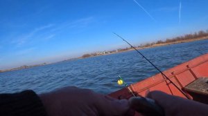 ЛУЧШАЯ НАЖИВКА ДЛЯ  РЫБАЛКИ! ЭТО КРЕВЕТКА!