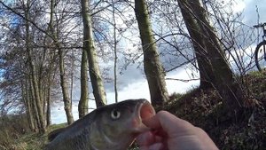 Ловля голавля  на спиннинг, отводной поводок, голавль ?