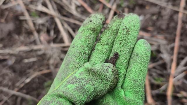 Тайна лесной деревни... На поиски клада с металлоискат? смотреть онлайн